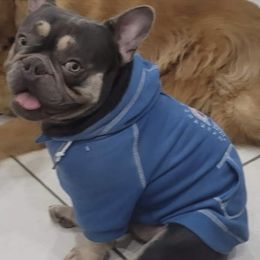 French Bulldogs from Cozi Frenchies