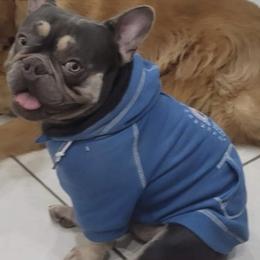 French Bulldogs from Cozi Frenchies