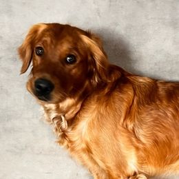 Golden Retrievers from Three Oaks Golden Retrievers