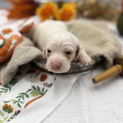 Cheyenne - Orange belton female English Setter puppy in Rogers, Ohio from StoneyBrook Setters