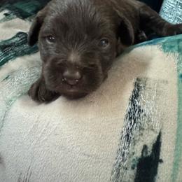 Female 1 - Liver female Miniature Schnauzer puppy in Pearland, Texas from K & S Schnauzers
