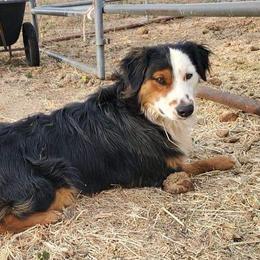 Doc - Australian Shepherd
