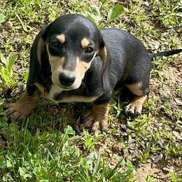 Ebony - Black and cream female Dachshund puppy in Williamsburg, Kentucky from Whispering Pine Dachshunds & Pomeranians