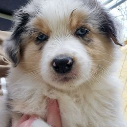 Australian Shepherd Puppies from RootsDeep Australian and Miniature American Shepherds