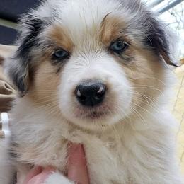Australian Shepherd Puppies from RootsDeep Australian and Miniature American Shepherds