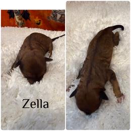 Zella - Sable merle female Bordoodle puppy in Republic, Missouri from Holland Hilltop Farm