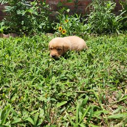 Labrador Retriever Puppies from Rebecca Barkelew