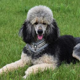 Stelle - Poodle