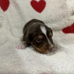 Miniature Australian Shepherd Puppies from B&B Little Aussie Gems