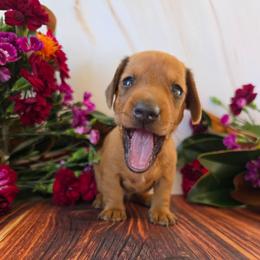 Upland - Red male Dachshund puppy in Florence, Arizona from Doxie Town Az