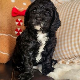 Fig- Started Potty Training - Black and white male Cockapoo puppy in Connersville, Indiana from Dessie's Doodles