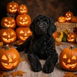 Colby - AKC - Black male Poodle puppy in Haines City, Florida from Noelle Poodles