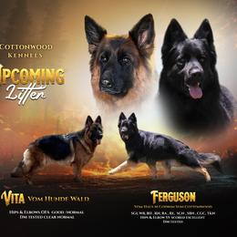 Ferguson and Murphy - German Shepherd