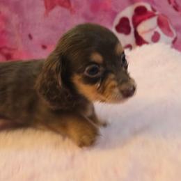 Remi's small chocolate and tan - Chocolate and tan female Dachshund puppy in Wheatfield, Indiana from Wines Wienery