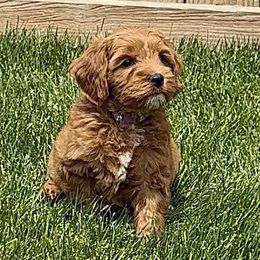 Rocky - Apricot male Australian Labradoodle puppy in Avon, Indiana from Forever Friends Labradoodles