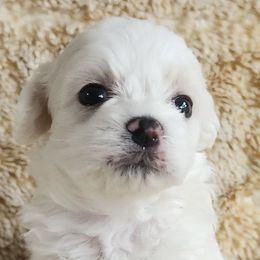 Shichon puppies from S&S Pups