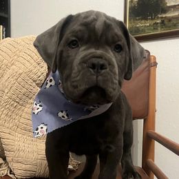 Buck - Gray male Cane Corso puppy in Utah from 3Lake Kennelz