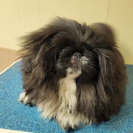 Lolita - Pekingese