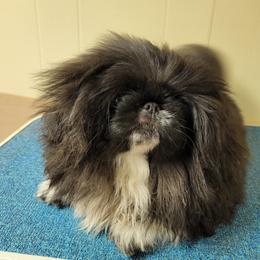 Lolita - Pekingese