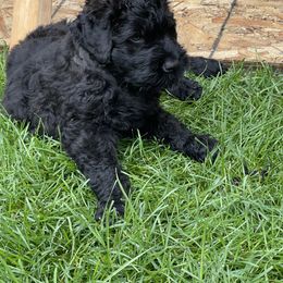 Black Russian Terrier Puppies from Amethyst Black Russian Terriers