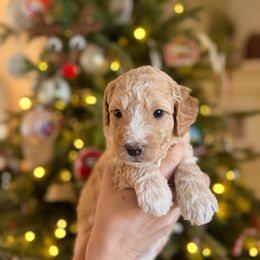 Mr. Green - Cream male Goldendoodle puppy in Athens, Georgia from Moore Goldendoodles