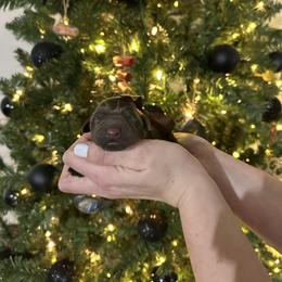 Mossberg - Chocolate male Labrador Retriever puppy in Hillman, Michigan from Northrop Farm