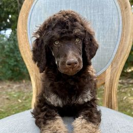 Poodle Puppies from Solara Kennels