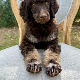 Poodle Puppies from Solara Kennels
