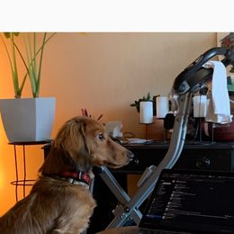 Dachshund Puppies from Aster Creek Kennel