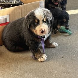 Purple Collar Female - Tri-color female Bernese Mountain Dog puppy in Tacoma, Washington from Canyon Meadows Farm