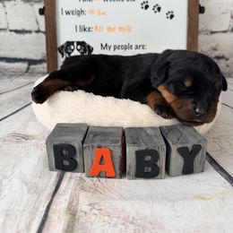 Ash - Black and mahogany male Rottweiler puppy in Crivitz, Wisconsin from Khaotic Rottweilers