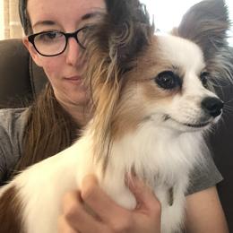 Papillon All Grown Up from OK Papillons