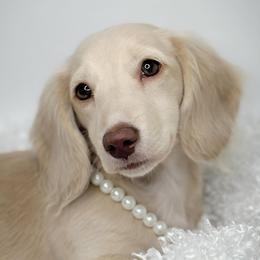 Barbie - Dachshund