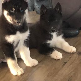 Siberian Husky Puppies from High caliber Siberian Husky