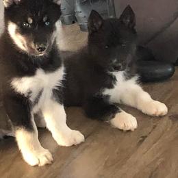 Siberian Husky Puppies from High caliber Siberian Husky