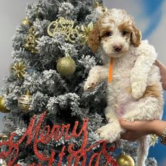Labradoodle Puppies from MANUELA MORA