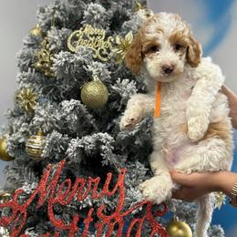 Labradoodle Puppies from MANUELA MORA