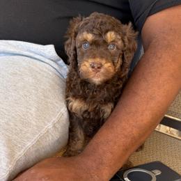 Hershey - Phantom male Bernedoodle puppy in Richmond, Texas from Harper’s Heartbeats