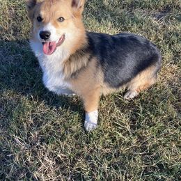 Eskie - Pembroke Welsh Corgi puppy in Great Bend, Kansas from Mak-N-Hay Farms