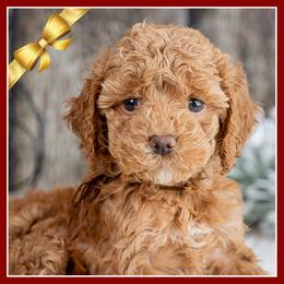 Ronnie - Red female Cockapoo puppy in Connersville, Indiana from Deaz Doodle Ranch