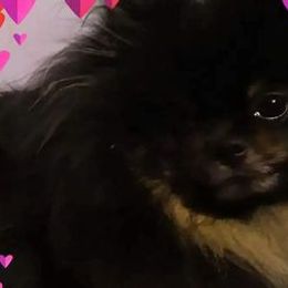 Pomeranians from Brenda Cissney