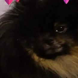 Pomeranians from Brenda Cissney