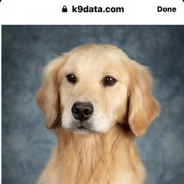 Deelight - Golden Retriever