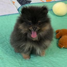 June Ellis - Blue and tan female Pomeranian puppy in Newport Beach, California from Exotic City Pomeranians and chihuahuas
