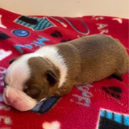 AKC Finn - Seal and white male Boston Terrier puppy in Imperial, Missouri from Boston Kup Breeders