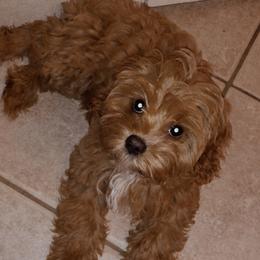 Assorted Doodle Crosses and Cavapoo Puppies from Brooke and Megan's Cavapoos / Cavapoochons