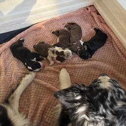 Australian Shepherd puppies from Lazy Dayz Ranch