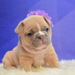 French Bulldog Puppies from DeSollar French Bulldogs