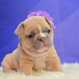 French Bulldog Puppies from DeSollar French Bulldogs