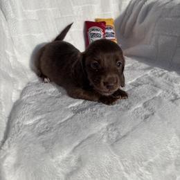 Dachshund Puppies from WienerDoxieQuad